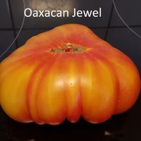 Oaxacan Jewel